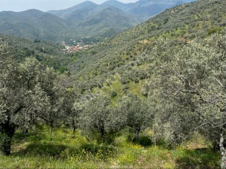 İzmir Bayındır Satılık Zeytinlik