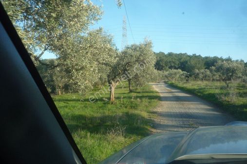 İzmir Torbalı Gold Emlaktan Satılık Zeytin Bahçesi