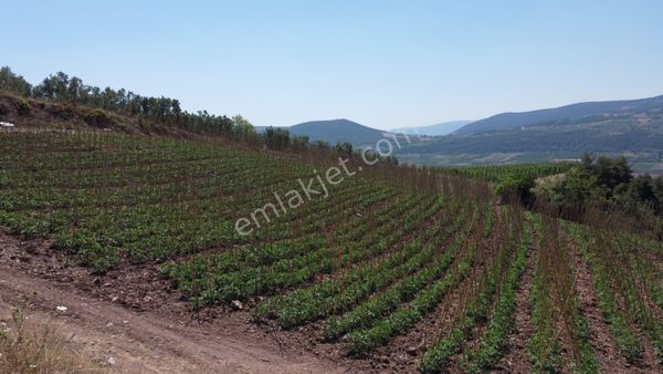 Osmaneli Oğulpaşa Köyünde 4824 M2 Köye Yakın Sebze Bahçesi