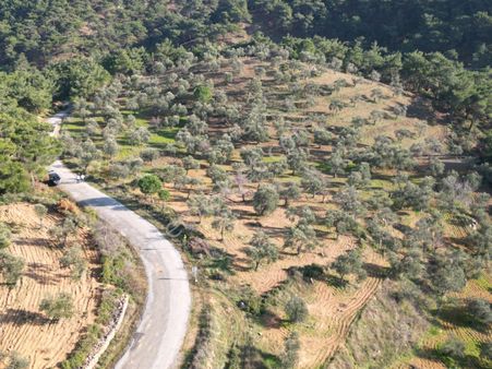 Sabri Pınarbaşı'dan Burhaniye Kuyumcu Köy'ünde Yola Cepheli Satılık Yatırmlık Zeytinlik