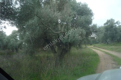 İzmir Torbalı Gold Emlaktan Satılık Verimli Zeytin Bahçesi
