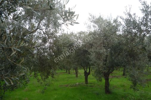 İzmir Torbalı Gold Emlaktan Satılık Arık Başında Bahçe