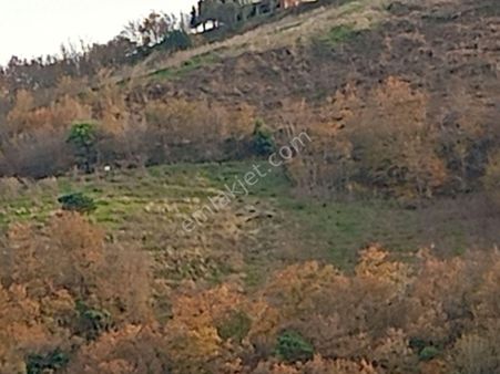 Akçaabat Darıca' Da Villalık Deniz Manzaralı Satılık 4005 M2 Arazi.