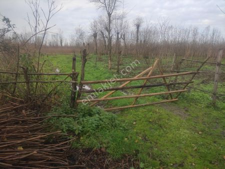 Samsun Terme Egercili Koyunde Yolu Olan Cakuktak Genc Findik Bahcesi Ve Mahalle İcinde 830 Mevyeri