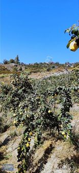 Özçukurova Emlak Dan Sarılar Yaylasında 11 Dönüm Şeftali Bahçesi