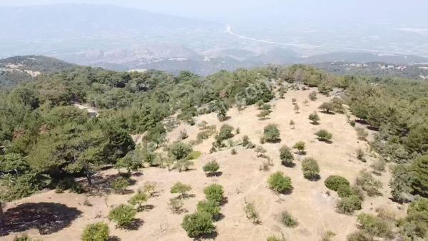 Aydın Nazilli Uzunçam Mah. 16.868 M2 Meyve Bahçesi İçinde Havuz Ve Su Şebekesi Vardır