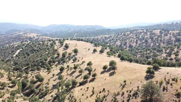 Uşak Eşme Davutlar Mah. 44.400 M2 Tarla Elektrik Suyu Yolu Var