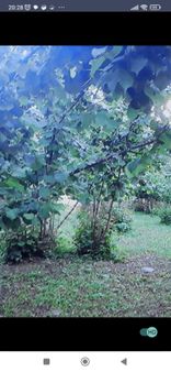 Sansun Terme Kazimkarabekirpasa Meselikde Satilik Findik Bahcesi