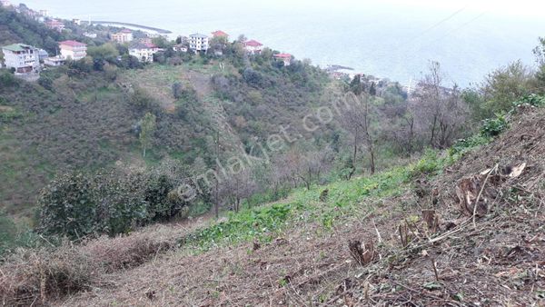 Çarşıbaşı Fener Mahallesinde Satılık Villalık Arazi