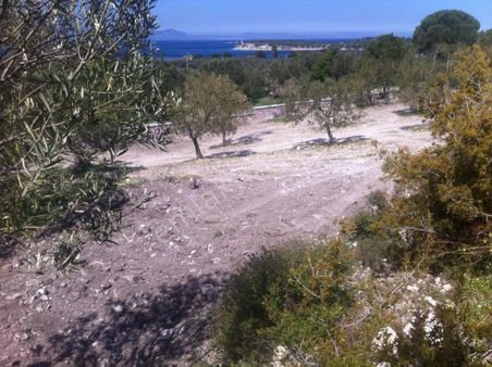 Nyc Group Satılık Yatırımlık 7 Dönüm Zeytın Bahçesı Tarla