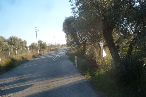 İzmir Torbalı Gold Emlaktan Satılık Zeytinli Tarla