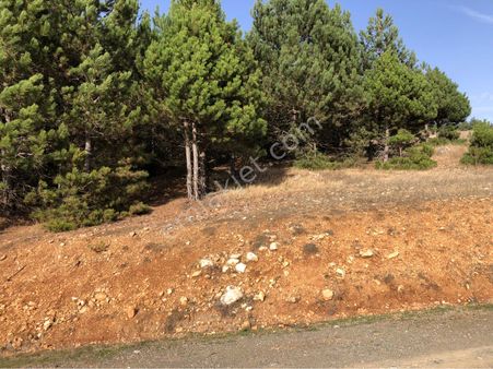 Köy Yoluna Cephe Çam Ormanı