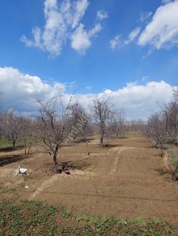 Erkmende Acil Satılık Bahce Toplam 3 Hısse Hepsı Esıt 1 Hısse 1655 Metre Satılık