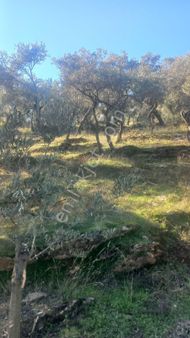 İzmir Torbalı Gold Emlaktan Satılık Zeytinlik