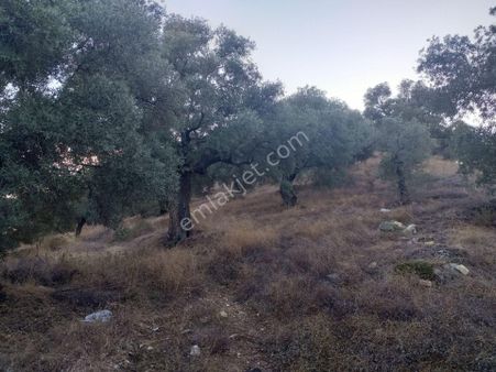 Oruç Emlak Tan; Güzelköy ' De Satılık Zeytinlik