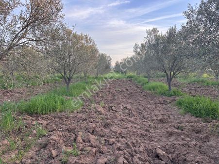 Bergama Sarıcalar Satılık 8.060 M2 İki Yüz Ağaç Zeytinlik