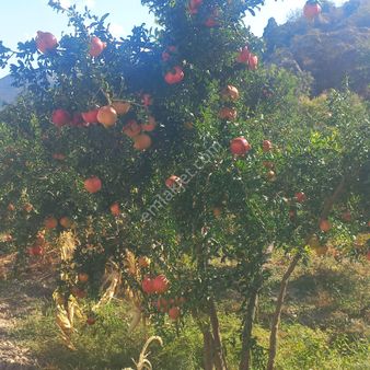 Şanli Gayrimenkul Fırsat Bahce