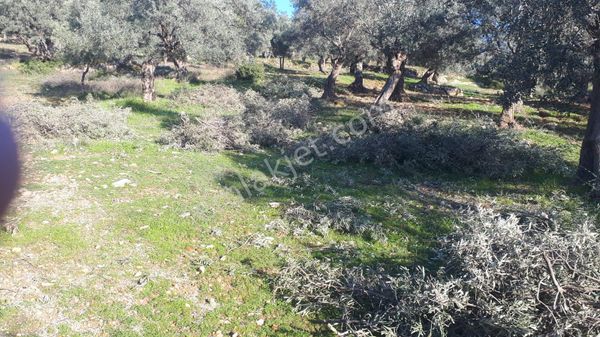 İzmir İli Torbalı İlçesi Dirmil Mah Açil Satılık Zeytinlik