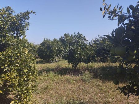 Dalaman Akçataş'ta 10.000 M² Zilliyetli Satılık Tarla