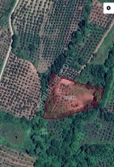 Saim Gencay Gayrimenkulden Gemlik Hamidiye Köy Mevkii Satılık Zeytinlik