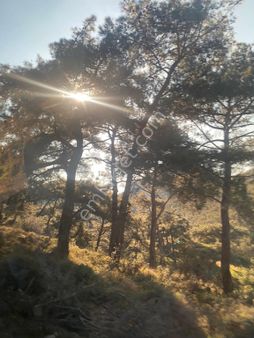 Havran Merkez Köy Büyükdere Köyünde Fırsat Zeytinlik