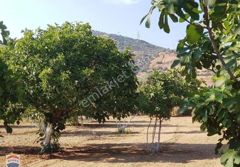 Aydın Germencik'de 9500 M2 Satılık İncir Bahçesi