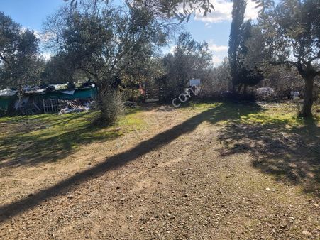 Eryılmaz Gayrimenkul'den Edremit Kızılkeçili Köyünde 2.245 M2 Zeytinlik