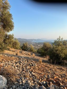 Kazıklı Mahallesinde Deniz Manzaralı Satılık 22750m2 Zeytinlik