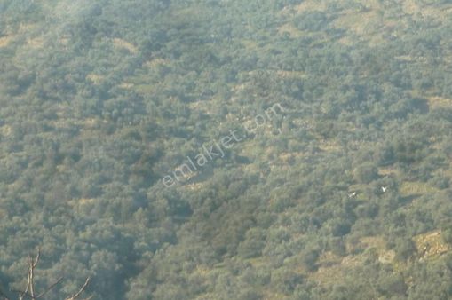 İzmir Torbalı Gold Emlaktan Satılık Zeytinlik