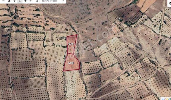 Aytekin Gayrimenkulden Satılık Zeytinlik