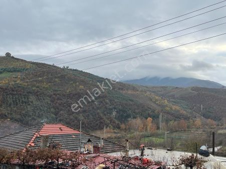 Yüksek Getirili Zeytin Ve İncir Bahçesi