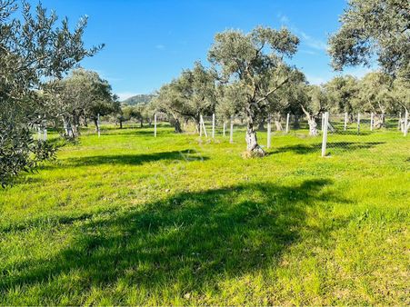 Emir Yapı’dan Torbalı Çapakta Yatırımlık Zeytinlik
