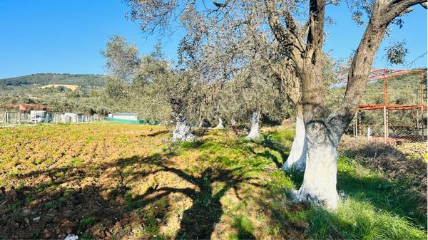 Emir Yapı’dan Dirmilde Tek Tapu Zeytinlik