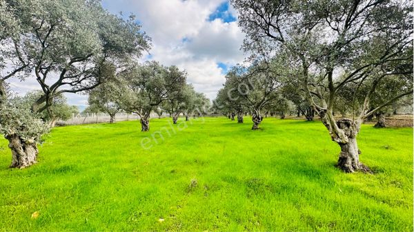 Emir Yapı’dan Karakuyuda Yatırımlık Zeytinlik