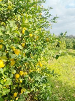 Erdemli Arpaçbahşiş'te Satılık Deniz Manzaralı Limon Bahçesi