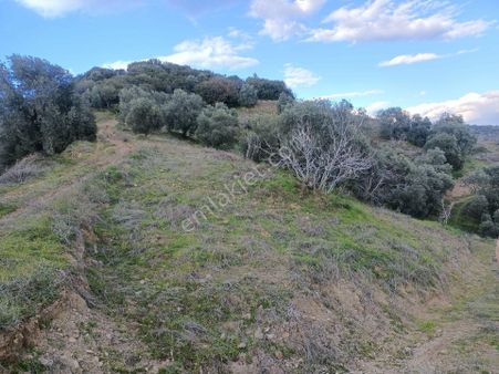 Nazilli Nin En Güzel Yaylasında Zeytinlik