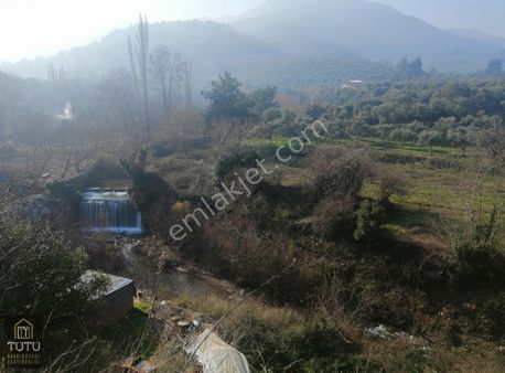 İzmir Kemalpaşa Armutlu Da Tek Tapu 4103 M2 Satılık Zeytinlik