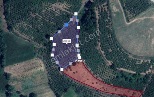 Burak Şahin 'den Yatırımlık, Senelik 1,2-1,3 Ton Fındık Veren Bahçe