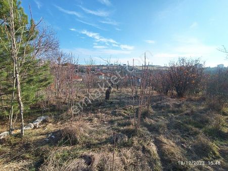 Güvenay - Çorum Ayarık Bağları 2.117m2 Satılık Bağ