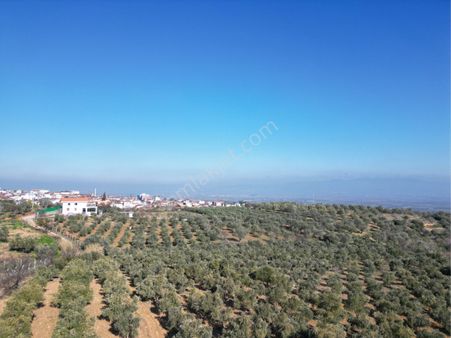 Beyaz Gayrımenkulden Karaoglanlı Mh De Satılık 11 Dönüm Genç Zeytinlik