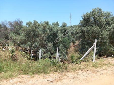 Germencik Neşetiyede 5682 M2 Muhteşem Konumda Zeytinlik