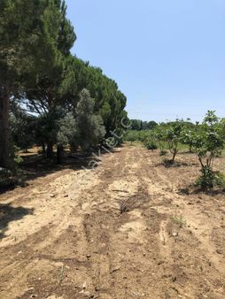 Kuşadası Yeniköyde Satılık Tarla