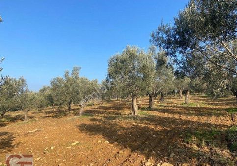 Gömeç Kemalpaşada Kadastro Yollu Zeytinlik