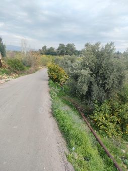 Erdemli Arpaçbahşiş'te Satılık Deniz Manzaralı Limon Bahçesi