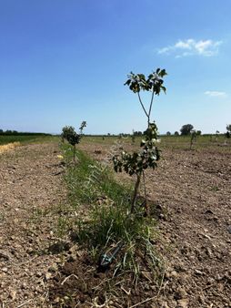 M.kemalpaşa Ayaz Mahallesi'nde; Çift Yola Cephe 706 M2 Arazi