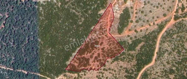 Kocaşlı'da Ağaç Dikimine Uygun Yatırımlık Arazi