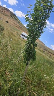 Yenibağarası (balaban Mevkiinde) Satılık Arazi 6.131m2 Fiatı 9.500.000tl