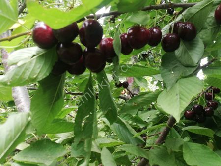 Niğde Ulukışla Beyağıl Köyünde