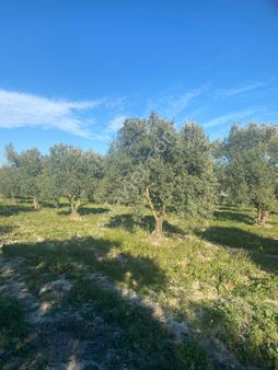 Sabancılar Mah'de 4.713m2 Satılık Zeytinlik (emin'den)
