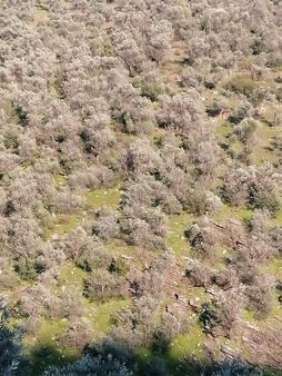 İzmir Torbalı Gold Emlaktan Satılık Zeytinlik